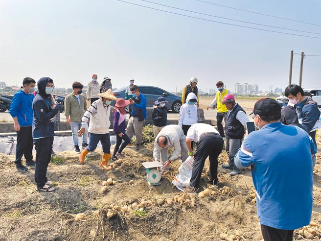 台南市新市區地瓜田區，疑因連日大雨裂果嚴重，農政單位昨日前往現勘。（陳碧玉提供／張毓翎台南傳真）