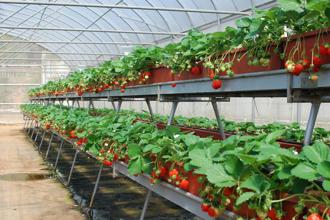 草苺產業新趨勢 高架栽培產量及品質雙效提升