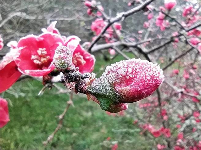 武陵农场刺梅有些许结霜，晶莹剔透相当美丽。（武陵农场提供／陈淑娥台中传真）