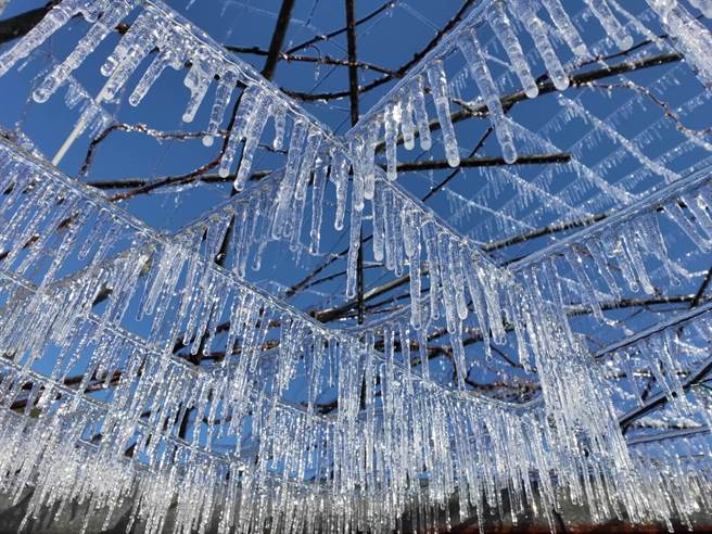 武陵农场桃子园温室再度化身为冰雪奇缘里神奇的童话世界。（武陵农场提供／陈淑娥台中传真）