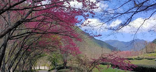 武陵农场深红色的琉球绯寒樱盛开中。（武陵农场提供／陈淑娥台中传真）