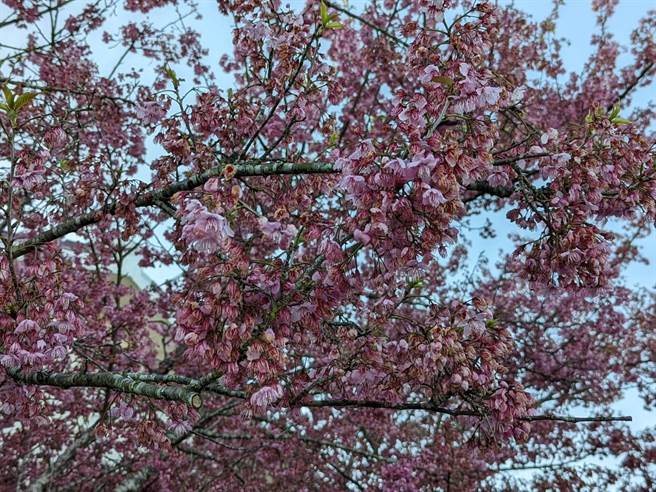 福寿山农场气温低至1度，千樱园的樱花被冻伤，所幸花况已近尾声。（福寿山农场提供／陈淑娥台中传真）