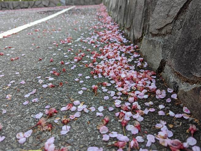 千樱园的樱花被冻伤，当风而吹过来飘起樱花雪，花瓣落满地。（福寿山农场提供／陈淑娥台中传真）