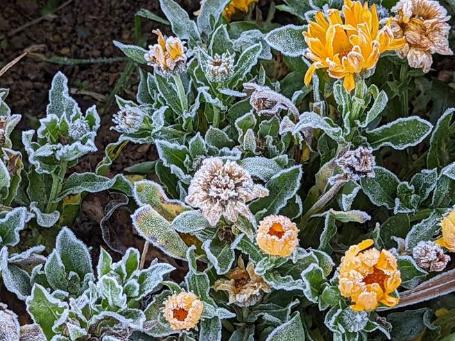 福寿山农场的花被冻伤。（福寿山农场提供／陈淑娥台中传真）