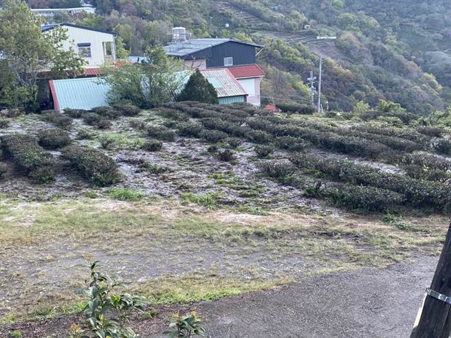 高海拔茶区也因为低温结下一层薄冰，直到清晨太阳升起才慢慢薄冰才慢慢融化。(民眾提供／吴建辉南投传真)
