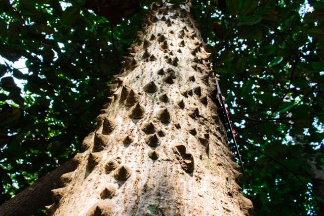木棉的树干长满锥形硬刺，可防止动物衝撞，而有网友开玩笑建议，喜欢用树干按摩的民眾应该试试木棉。（图／达志影像）