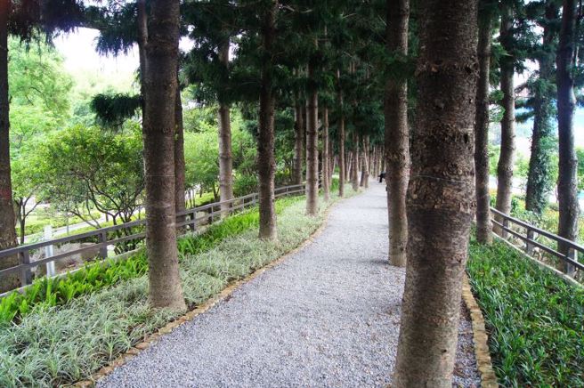 中正纪念堂园区内有许多树木花草，图为南洋杉步道。（翻摄自中正纪念堂管理处官网）
