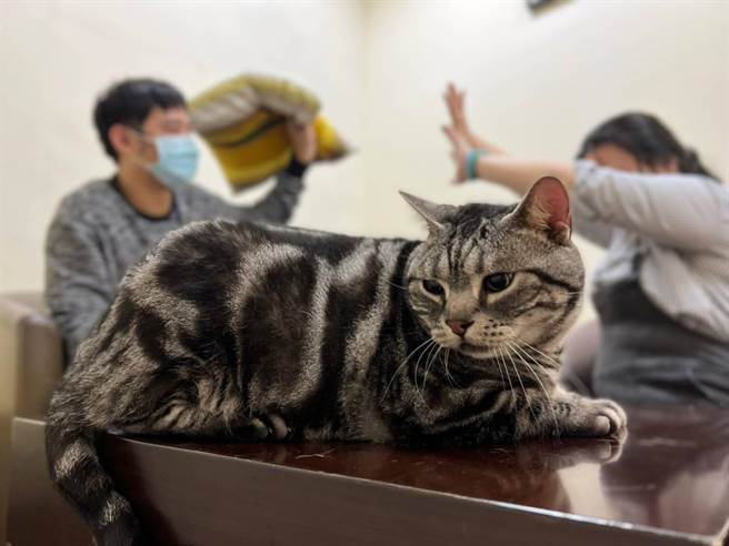 毛宝贝在主人甜蜜时备受宠爱 ，但在主人吵架时 ，又可能沦为出气筒。（新北市社会局提供）