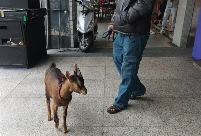 中市6死縱火嫌犯飼養寵物羊，帶出遛羊。（民眾提供）