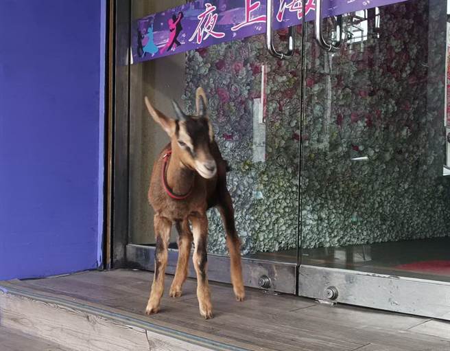 中市6死縱火嫌犯飼養寵物羊，萌樣可愛。（民眾提供）