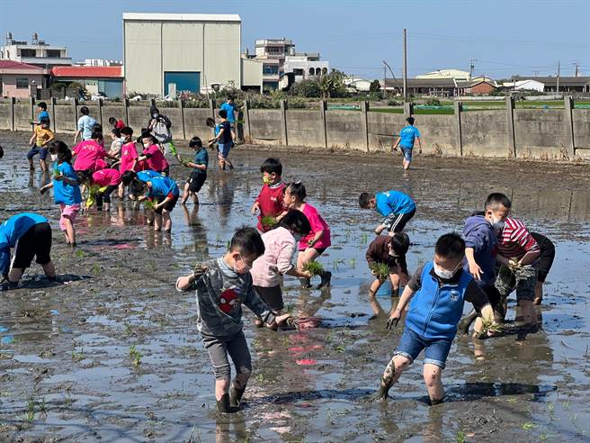 彰化二林鎮香田國小今天下午邀請到鹿港鹿東國小師生，一起在學校的生態田，體驗插秧課程。(謝瓊雲攝)