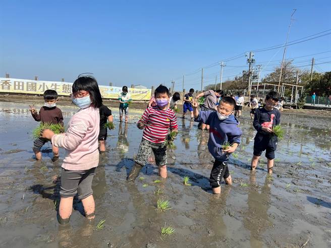 彰化二林鎮香田國小今天下午邀請到鹿港鹿東國小師生，一起在學校的生態田，體驗插秧課程。(謝瓊雲攝)