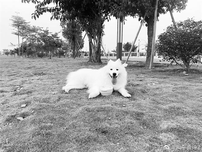 3歲3個月的薩摩耶犬「雪球」。（圖／取自「有隻雪球」微博）