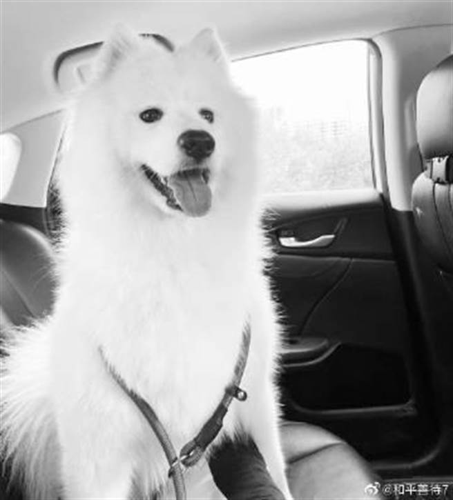 3歲3個月的薩摩耶犬「雪球」。（圖／取自「有隻雪球」微博）