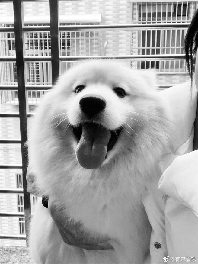 3歲3個月的薩摩耶犬「雪球」。（圖／取自「有隻雪球」微博）
