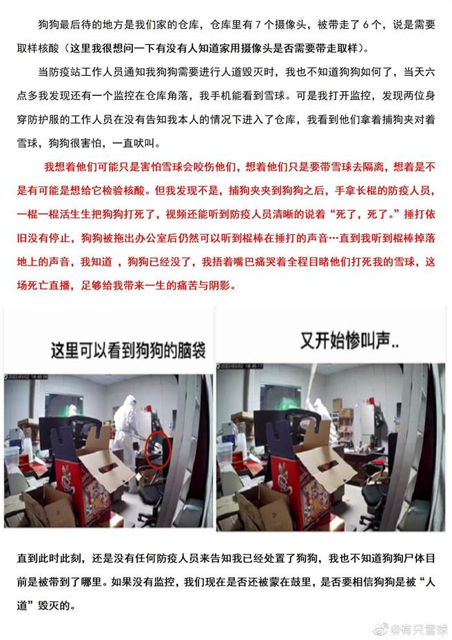 「雪球」女主人發文指控狗狗遭防疫人員打死。（圖／取自「有隻雪球」微博）