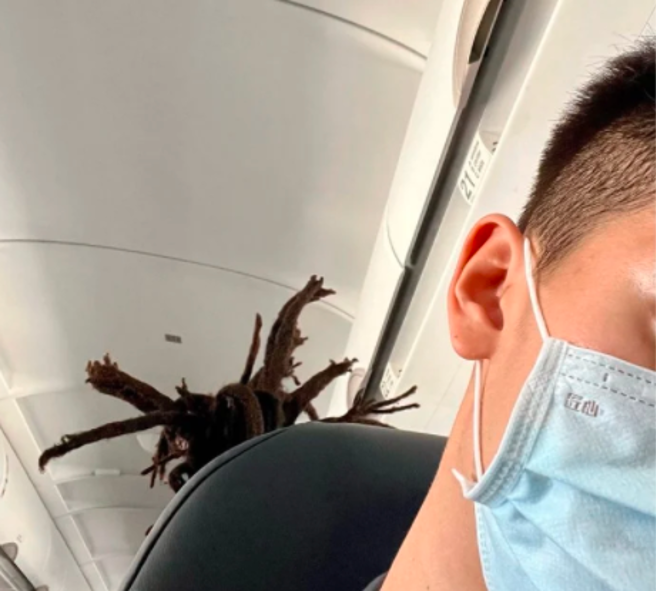 1名網友日前坐飛機發現頭部一直被不明物搔癢，原以為是小蟲或頭蝨，沒想到轉頭一看，才驚覺是後方乘客的髒辮太龐大，一束束辮子竟當場伸進前座。（翻攝自Dcard）