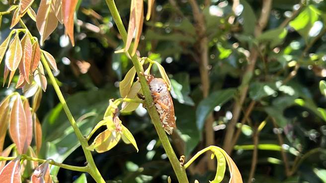 台南市东山区为台湾种植龙眼的重镇，近年农民饱受荔枝椿象所苦。（张毓翎摄）