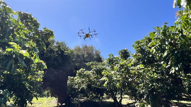 彰化县政府日前已获中央补助以无人机大范围投药，台南市今年将执行2公顷的试喷作业。（张毓翎摄）