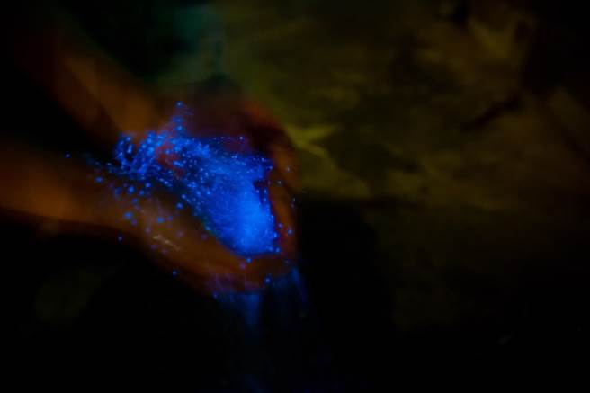 金門藍眼淚大爆發，旅行業者趁勢推出自由行3天2夜「機＋酒」遊程。（金門縣府觀光處提供）