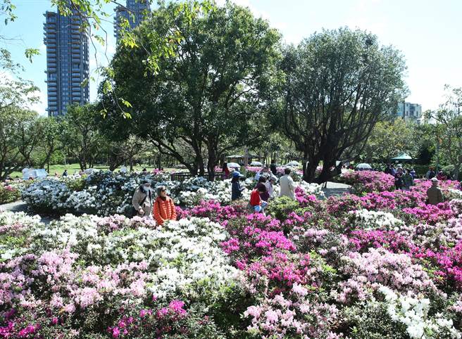 台北市杜鹃花节正式展开，大安森林公园精心打造「杜鹃花心心」展区，为花季展的主要视觉表现。（陈怡诚摄)
