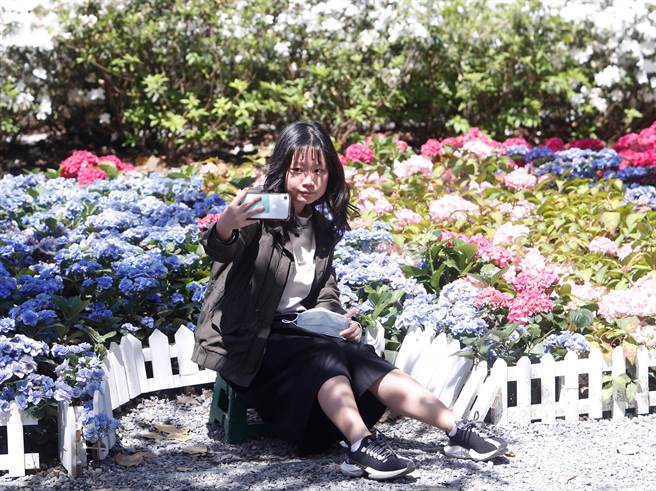 大安森林公园内的开满五彩缤纷的杜鹃和绣球花，吸引着赏花民眾拍照留念。（陈怡诚摄)