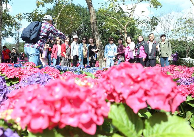 大安森林公园内的开满五彩缤纷的绣球花，吸引着赏花民眾前来观看与拍照。（陈怡诚摄)