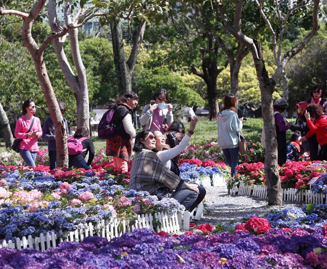 大安森林公园内的开满五彩缤纷的绣球花，吸引着赏花民眾前来观看与拍照。（陈怡诚摄)