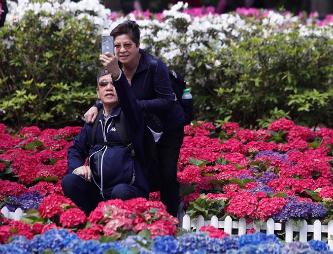 大安森林公园内的开满五彩缤纷的绣球花，吸引着赏花民眾前来观看与拍照。（陈怡诚摄)