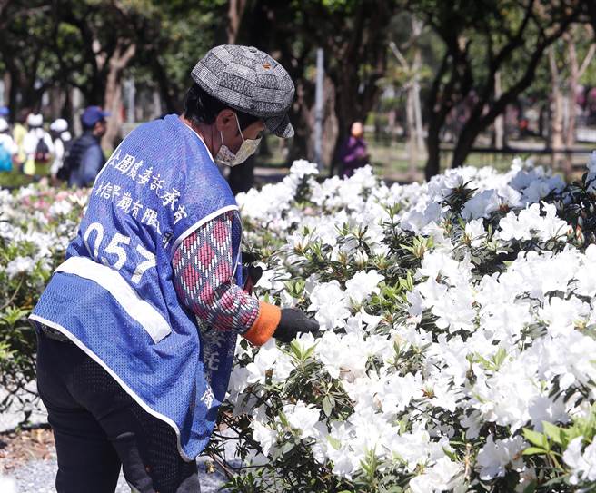 台北市杜鹃花节正式展开，精心打造的大安森林公园「杜鹃花心心」展区，五彩缤纷的杜鹃与洋绣球仰赖的承包厂商细心的维护。（陈怡诚摄)
