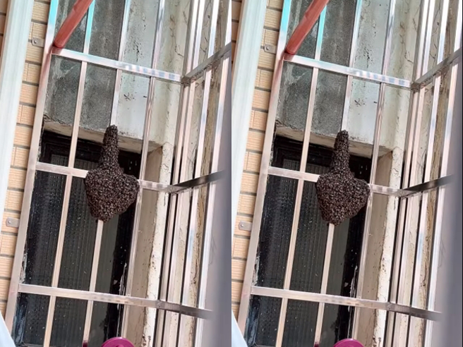 1名网友曝光自家铁窗上竟有整群「蜜蜂」聚集，一大坨蜜蜂靠着铁栏杆形成貌似「中指」图案。（翻摄自脸书「爆废公社公开版」）