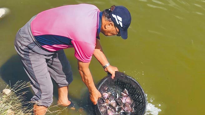 养殖渔业放养期来临，去年大宗养殖鱼种如虱目鱼价格好，但考量养殖成本上涨、市场波动大，渔民增养意愿恐不高。（台南市政府农业局提供／张毓翎台南传真）