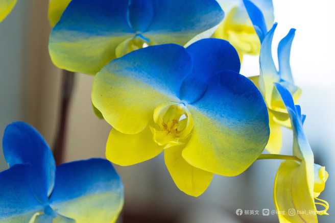 总统蔡英文刊出一盆蓝黄渐层色的兰花照，直呼「台湾的兰花就是乌克兰！」（图／取自蔡英文脸书）