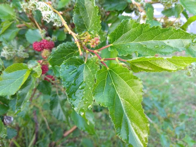 桑葚叶。（吴敏菁摄）