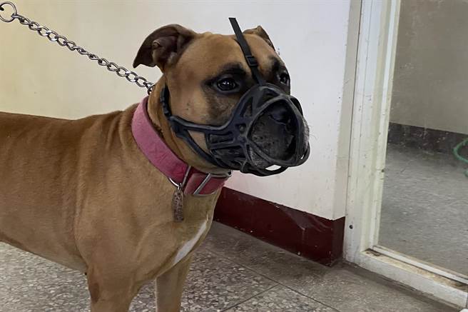 3月起禁新養比特犬，新竹縣家畜疾病防治所呼籲舊有飼主儘速登記，以免受罰。（新竹縣政府提供／羅浚濱新竹傳真）