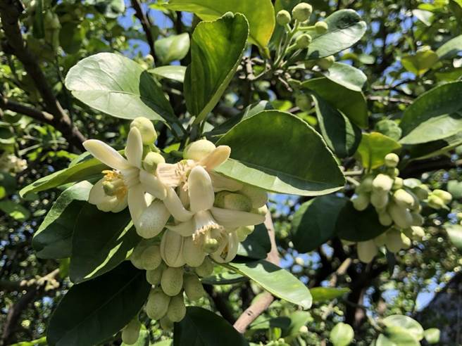 為文旦產季行銷暖身麻豆柚花馬拉松13日登場 寶島 中時