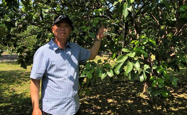 晶讚柚園柚農林建良表示，他的園區開花已3成。（劉秀芬攝）