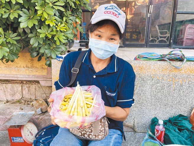 陽明山箭竹筍口感清脆且無農藥殘留，每年吸引許多筍農申請「採筍證」上山採筍，圖為過去資料照。（農業局提供／戴上容新北傳真）