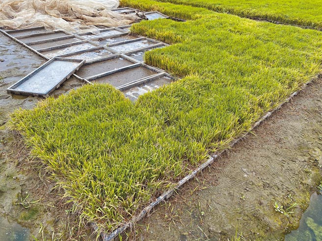 继高接梨穗、菠菜和草莓后，8日传出嘉义县溪口乡水稻秧苗因低温导致根系受损、叶面枯黄，县府农业处实勘后，认定已达救助标准。（嘉义县政府提供／吕妍庭嘉义传真）