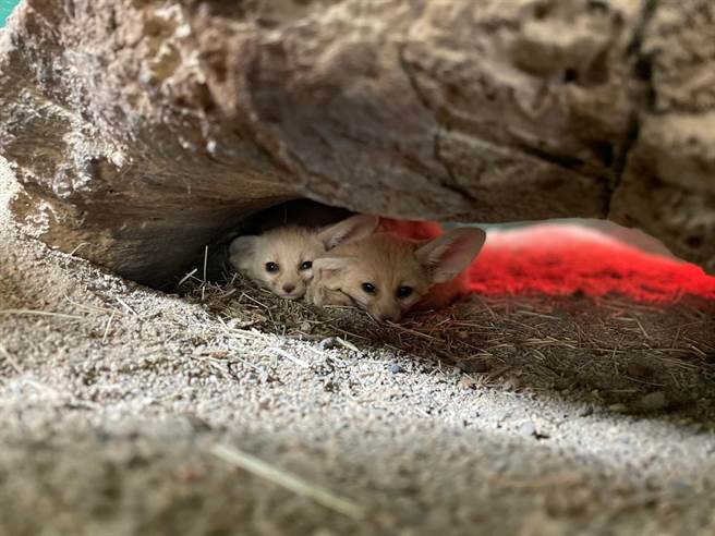 耳廓狐小宝宝在树窝里静静趴着。（顽皮世界野生动物园提供／张毓翎台南传真）