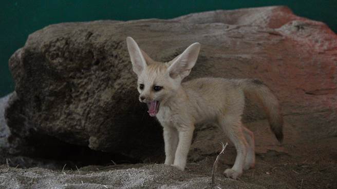 耳廓狐宝宝玩累打哈欠，准备回妈妈身边补眠。（顽皮世界野生动物园提供／张毓翎台南传真）