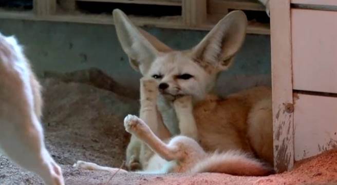 耳廓狐宝宝喜欢躺着撒娇，妈妈被牠的小脚踢到也不在意。（顽皮世界野生动物园提供／张毓翎台南传真）