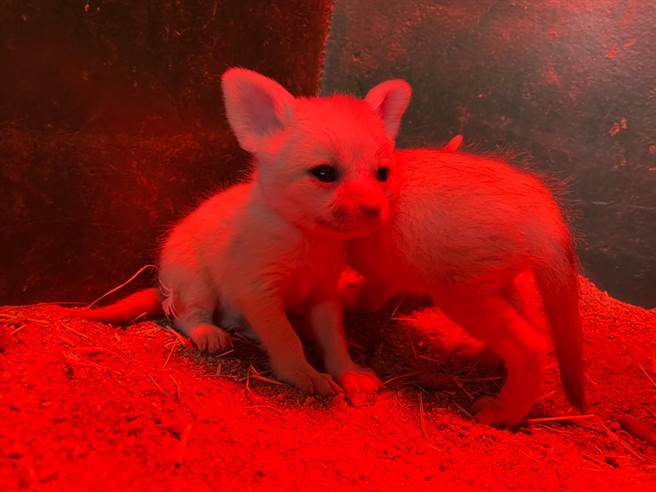 顽皮世界野生动物园今年1月17日有3只耳廓狐诞生。（顽皮世界野生动物园提供／张毓翎台南传真）