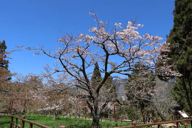 阿里山工作站前樱王目前花开3成。（张亦惠摄）