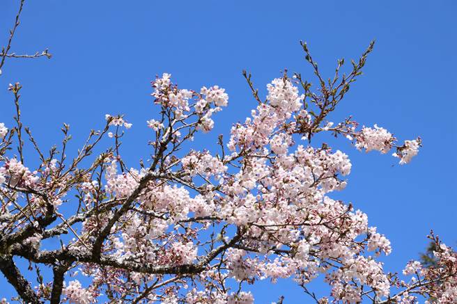 阿里山工作站前樱王花开3成，已开花部分开得茂盛。（张亦惠摄）