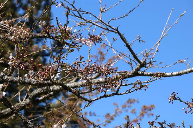 阿里山工作站前樱王花开3成，还有许多花苞含苞待放。（张亦惠摄）