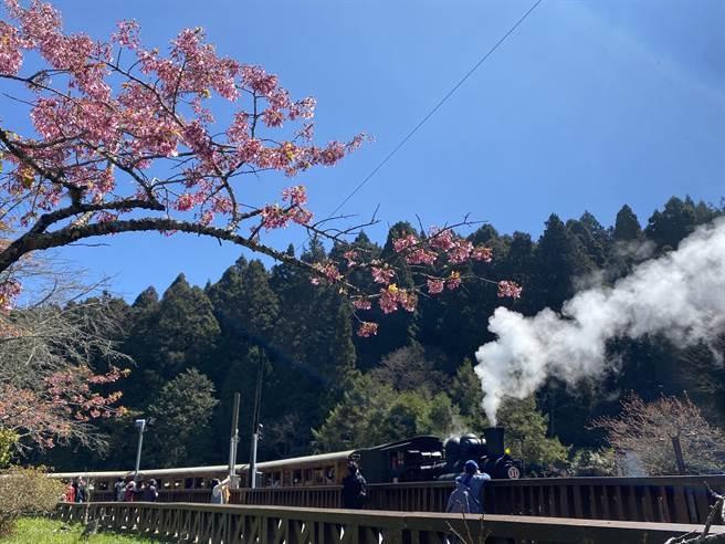 樱花季开锣，林铁及文资处开行蒸汽火车附挂桧木车厢，与一旁的阿龟樱形成樱花火车美景。（张亦惠摄）