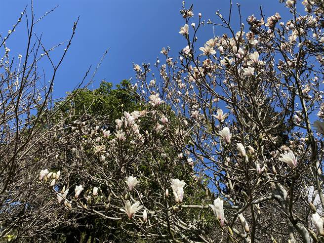 阿里山工作站前的木兰花开。（张亦惠摄）