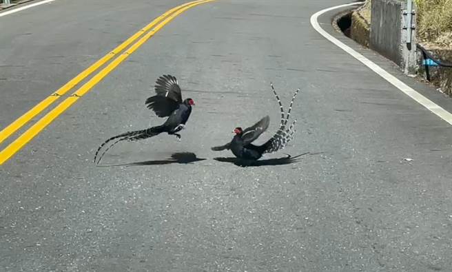 两只帝雉在阿里山公路上嬉戏，直击的乡亲林大元直呼非常幸运。（林大元提供／张亦惠嘉县传真）
