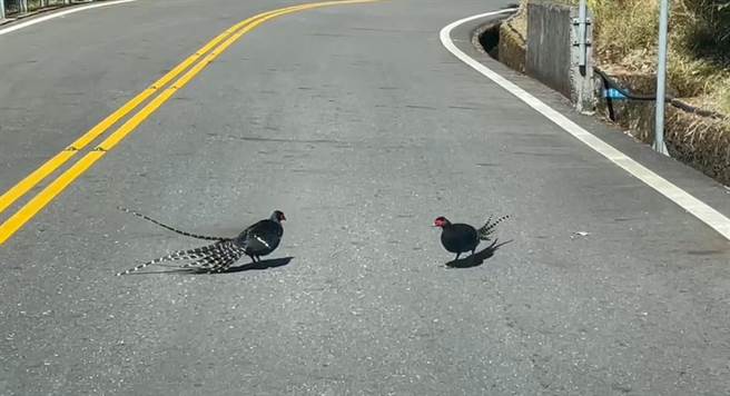 两只帝雉在阿里山公路上嬉戏，直击的乡亲林大元直呼非常幸运。（林大元提供／张亦惠嘉县传真）